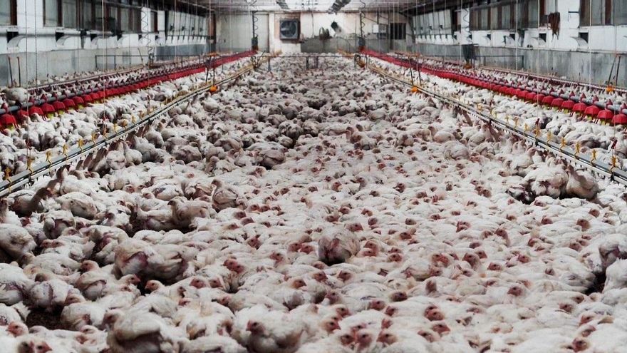 Balears prohíbe las macrogranjas avícolas de más de 160.000 gallinas tras frenar la de 750.000 aves proyectada en Mallorca