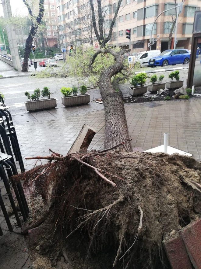 Raíces del árbol caído en el Paseo de la Florida