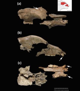 El descubrimiento de restos de un oso pardo en Viminacium permitió a los investigadores demostrar que muchos animales destinados a los combates procedían de entornos locales