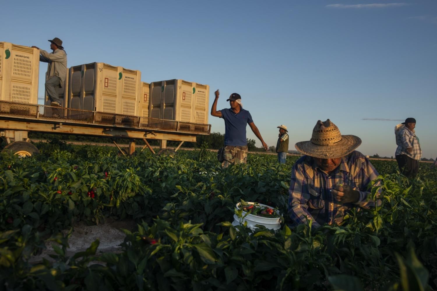 Jornaleros mexicanos recogiendo chile en un rancho de Nuevo México. EEUU.