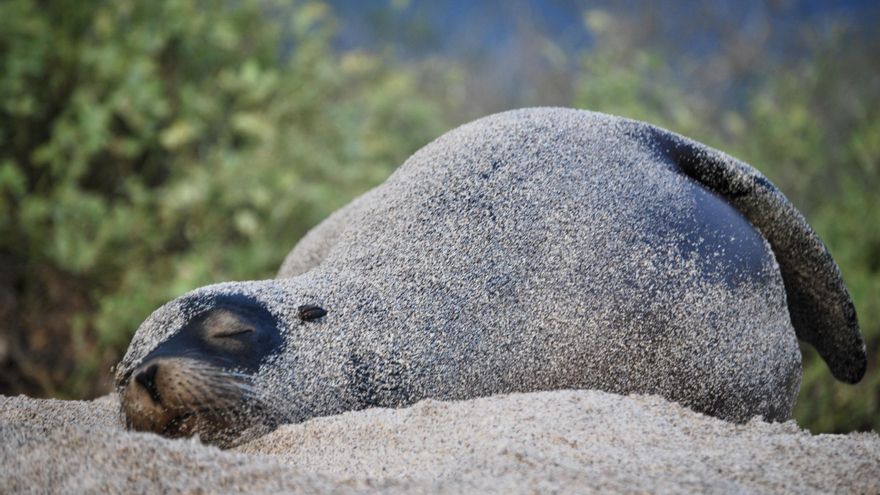 Censo de especies en Islas Galápagos registra más de 23.000 iguanas y 5.800 lobos marinos