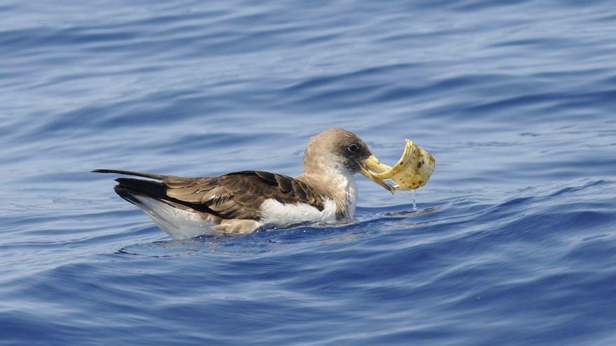 Ave mordiendo un plástico en el mar