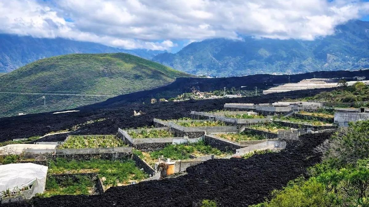 Organizaciones agrarias reclaman acelerar y la reconstrucción tras la erupción en La Palma