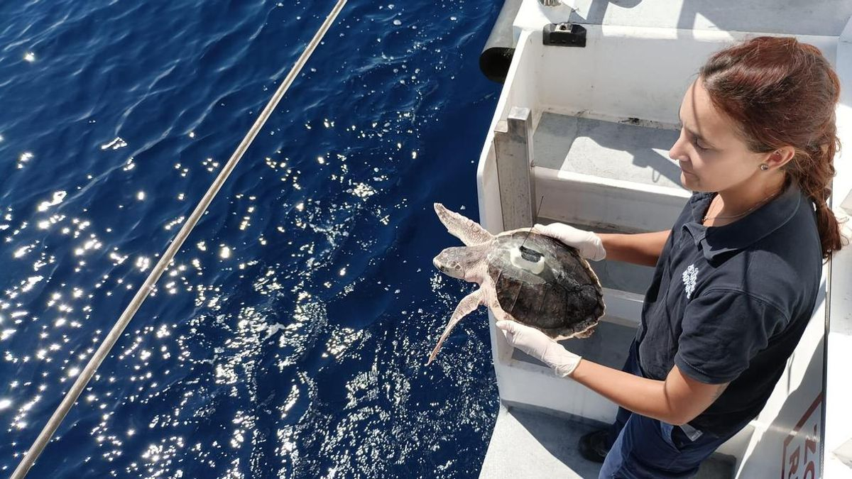 La tortuga lora que llegó al Musel en estado crítico vuelve al Océano tras seis meses de rehabilitación en Gijón