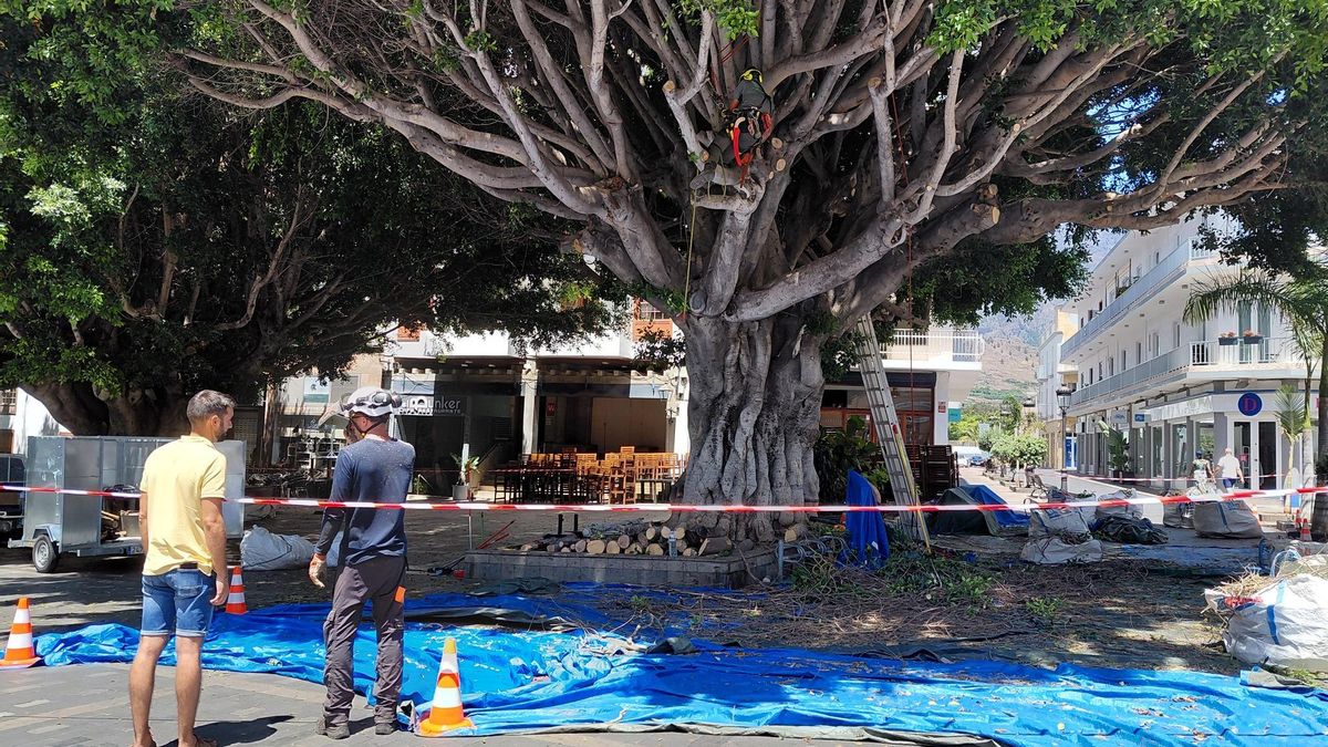 Continúa el tratamiento de los icónicos laureles de Indias aridanenses