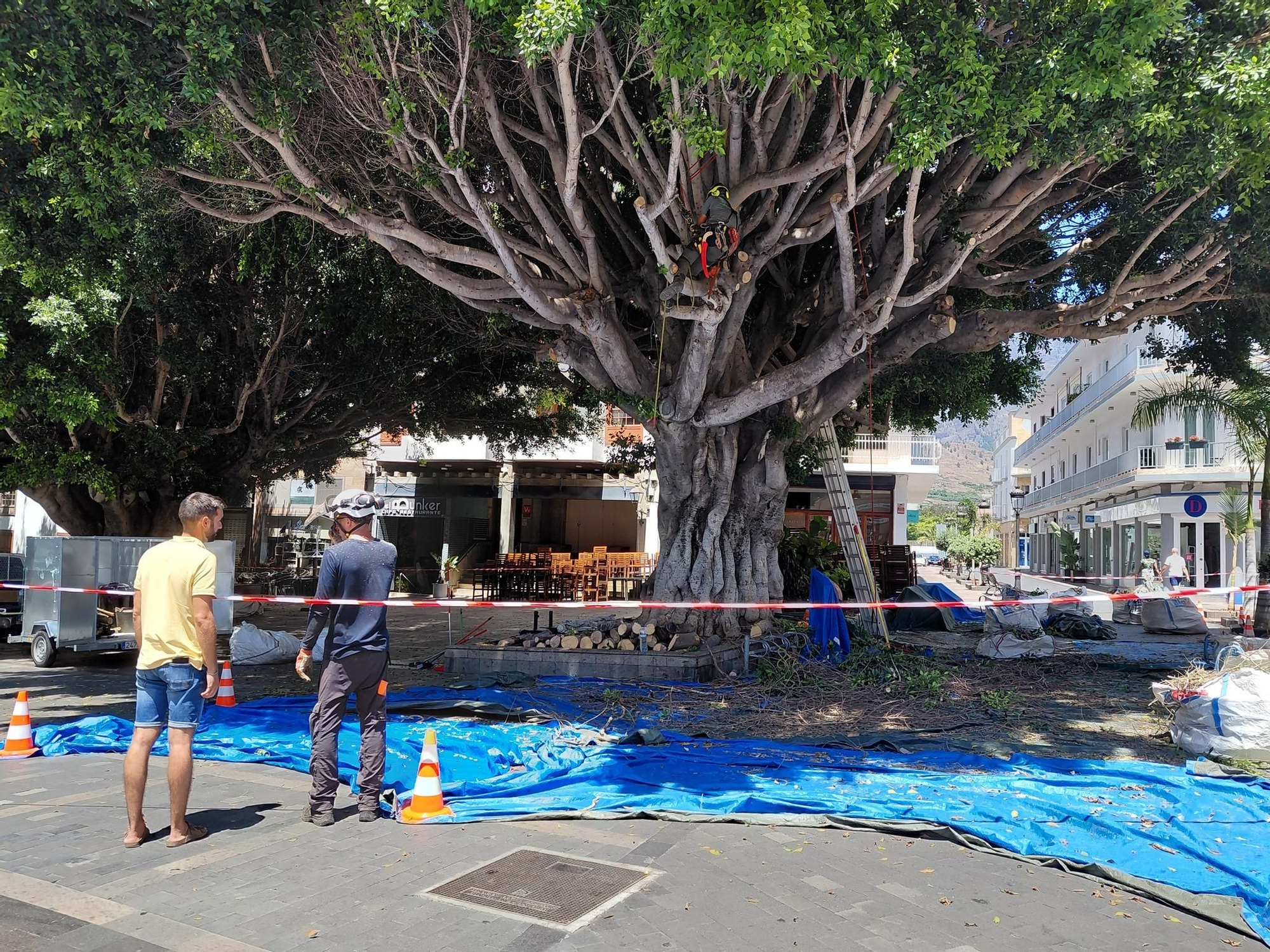 Trabajos de tratamiento de los laureles  de  Indias  en la Plaza de España de Los Llanos de Aridane. Foto: MVH
