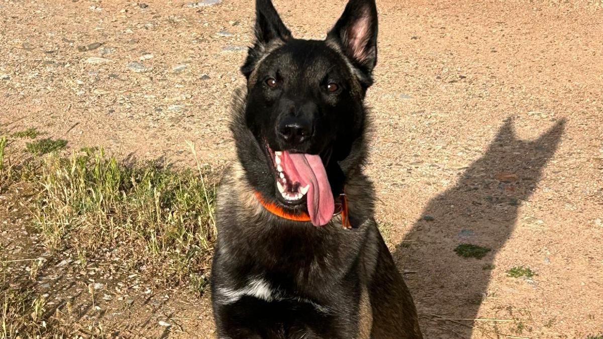 El perro que evitó una tragedia al encontrar ayuda para su dueño atrapado bajo un camión