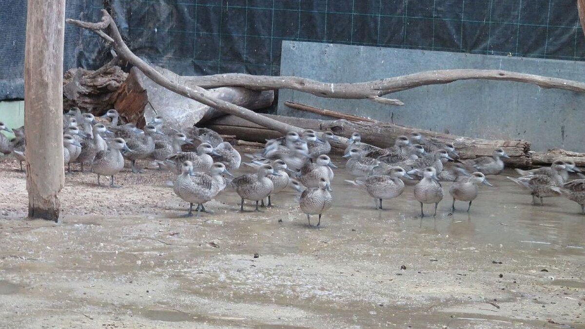El aviario estará acondicionado para que las cercetas ejerciten la musculatura de vuelo antes de su traslado a los parajes de suelta