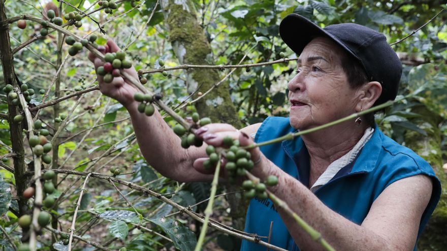 Colombia exportó un 20,1 % más de café durante el primer trimestre de 2025