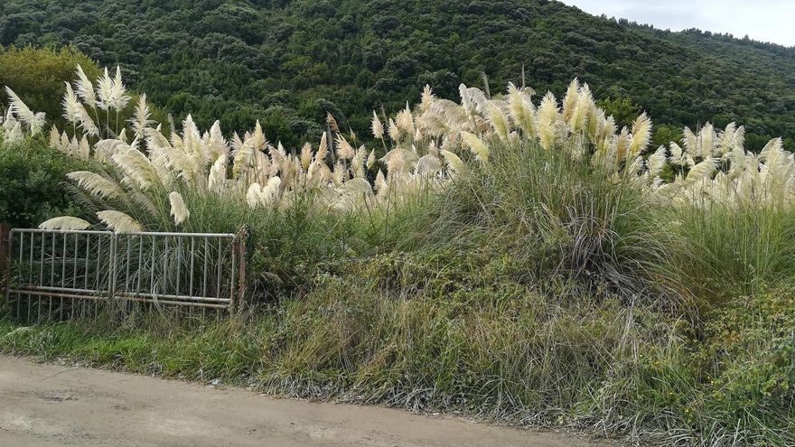 El Hospital Valdecilla lidera el primer estudio del mundo que demuestra que el plumero de la pampa provoca alergia