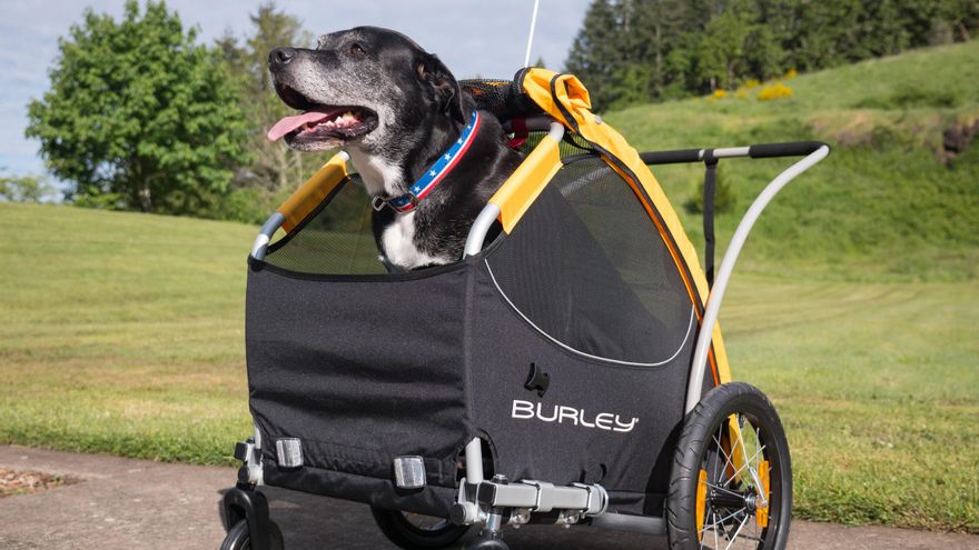 En bici con tus mascotas: innovando para poder gozar de la compañía del 'mejor amigo'