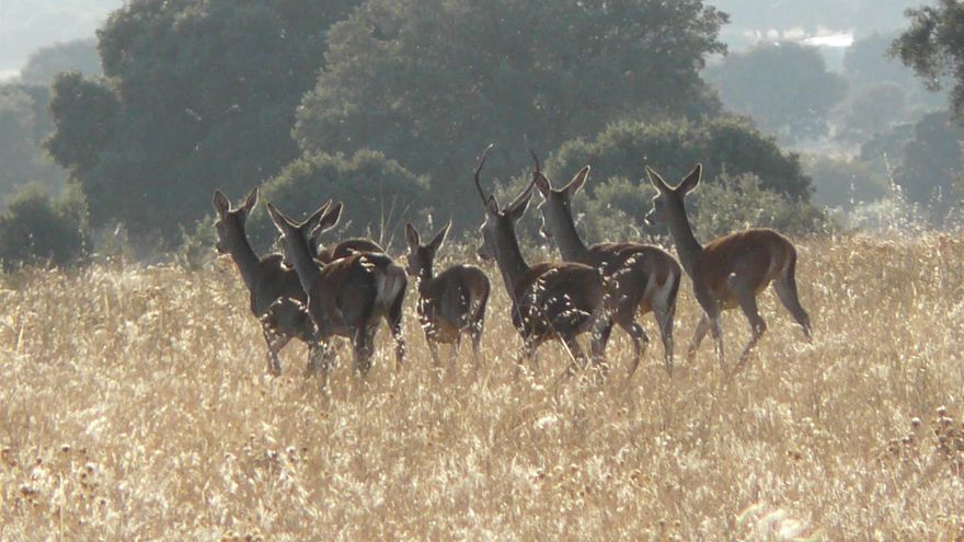 Castilla-La Mancha replica al PP que los propietarios ya controlan la caza en Cabañeros: solo el 6% es público