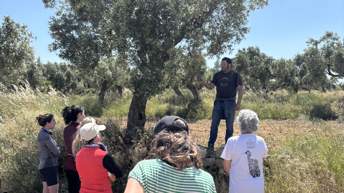 Visitando una plantación de olivos