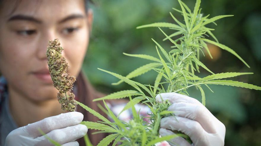 20 de abril: ¿Por qué se celebra el Día de la Marihuana?