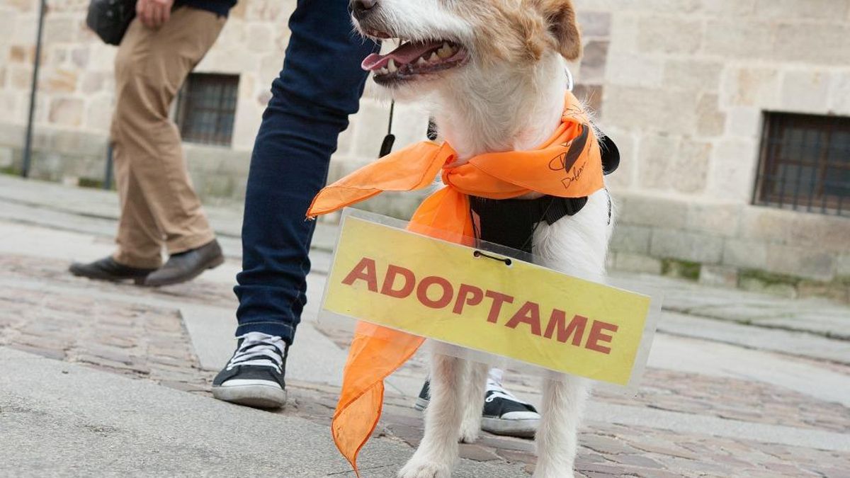 Ponferrada busca hogar para los perros del albergue municipal con una jornada especial de adopción