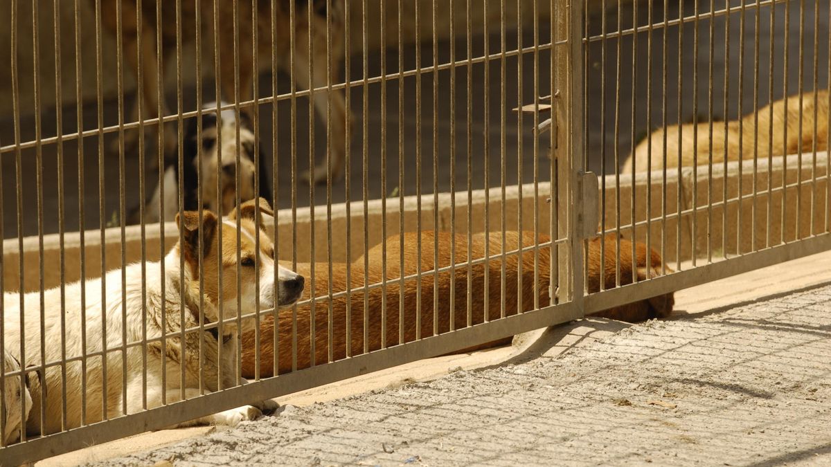 UGT desconvoca la huelga en la perrera de Palma entre acusaciones de "esquirolaje" por facilitar que los voluntarios paseen a los perros