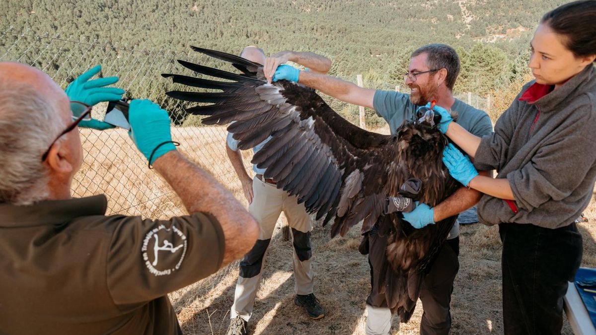 Un ejemplar de buitre negro liberado en el Parque Natural del Alto Tajo