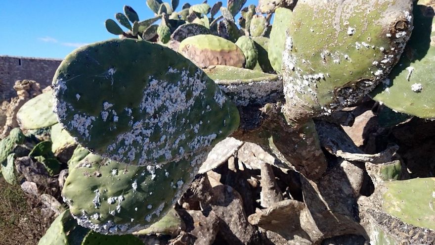El fin de las chumberas: la planta afectada por la cochinilla que ha llevado a mínimos su producción en Córdoba