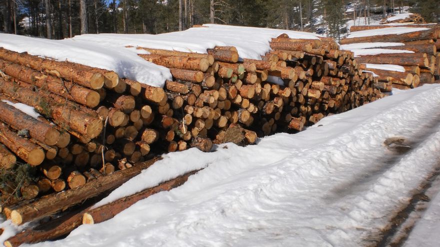 Ecologistas en Acción reclama explicaciones ante el "desastre ecológico" de la tala de árboles en la Serranía conquense