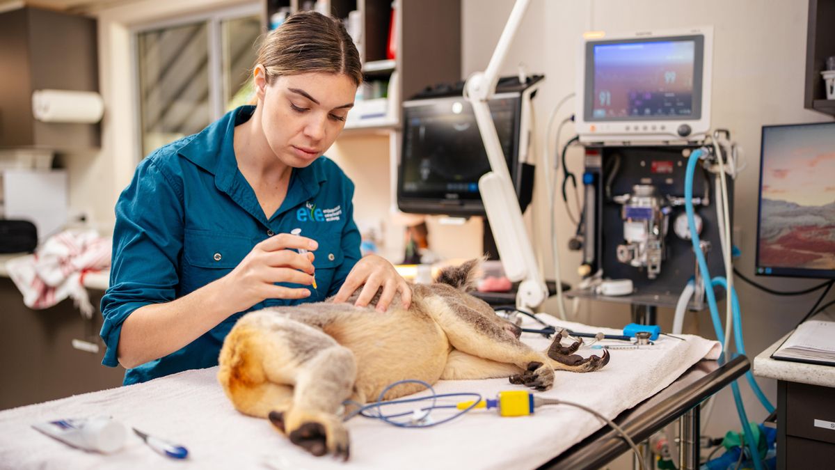 Švedska vlada predlaga cepljenje proti noricam, v Zaghouanu cepijo živali proti steklini