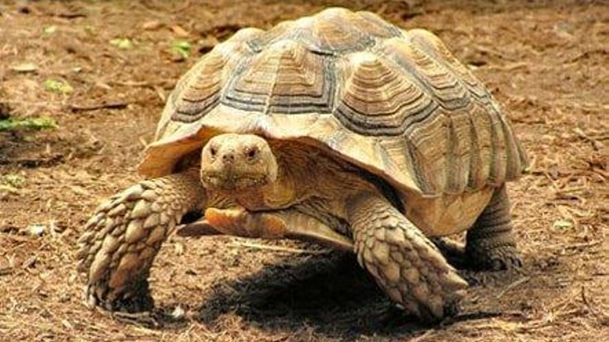 Desaparece una tortuga en peligro de extinción del Maroparque de Breña Alta