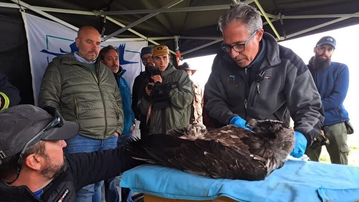 Pollo de Quebrantahuesos introducido en Picos de Europa.