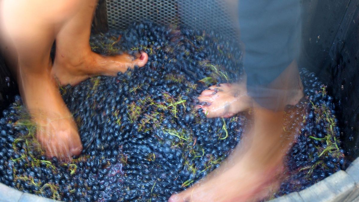 Pisado tradicional de uva en El Bierzo.