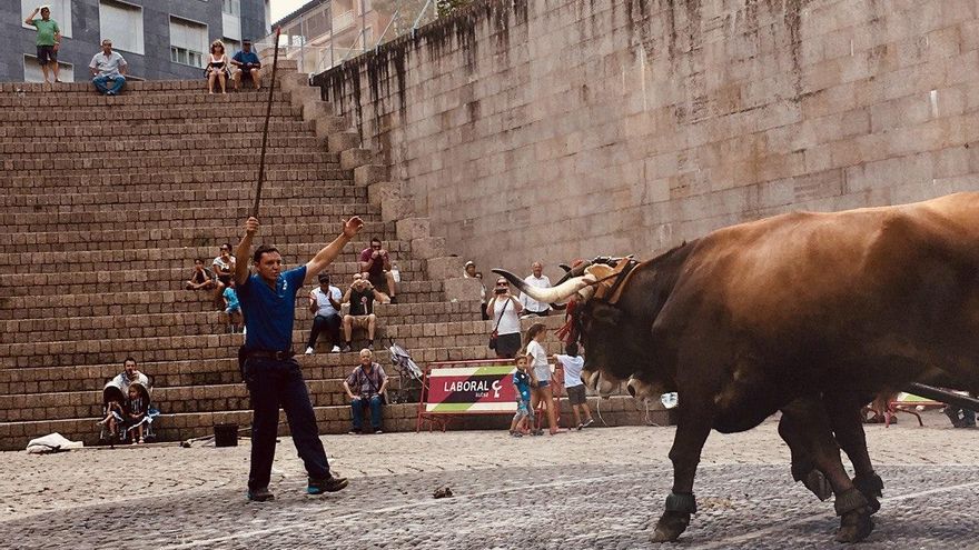 Animalistas aplauden la supresión del 'encierro txiki' de Llodio y del paseo de bueyes en las fiestas de Vitoria