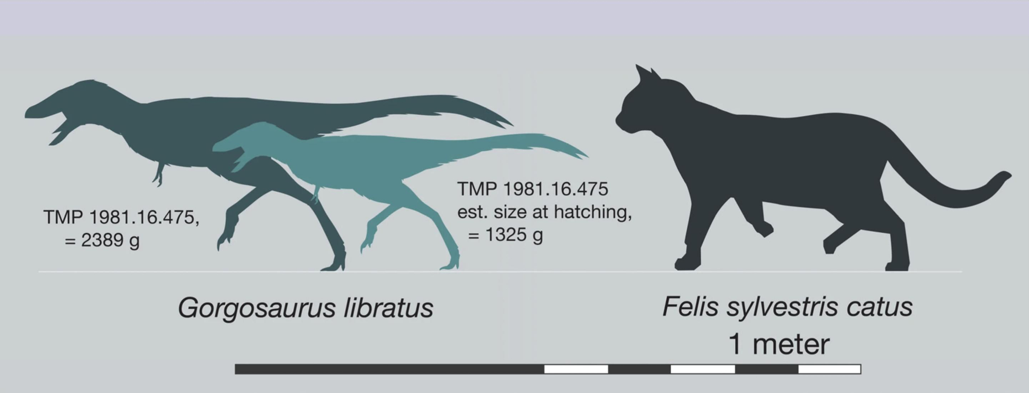 Tamaño de T. rex perinato . Reconstrucción basada en el tercer metatarsiano RSKM P2416.82, asumiendo proporciones de un Tarbosaurus baatar juvenil [ 12 ]; individuo posterior a la eclosión escalado al 84% de las dimensiones lineales de RSKM P2416.82.