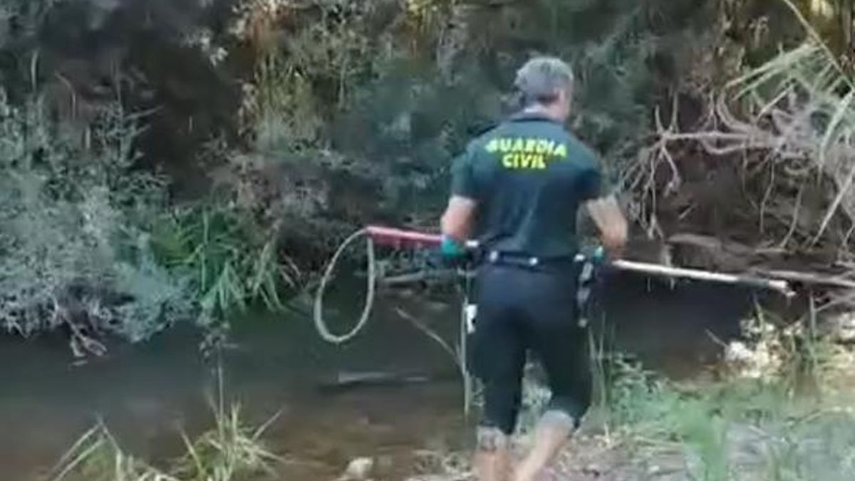 El Seprona investiga en Guadalajara la muerte de un perro tras ser golpeado en el cráneo