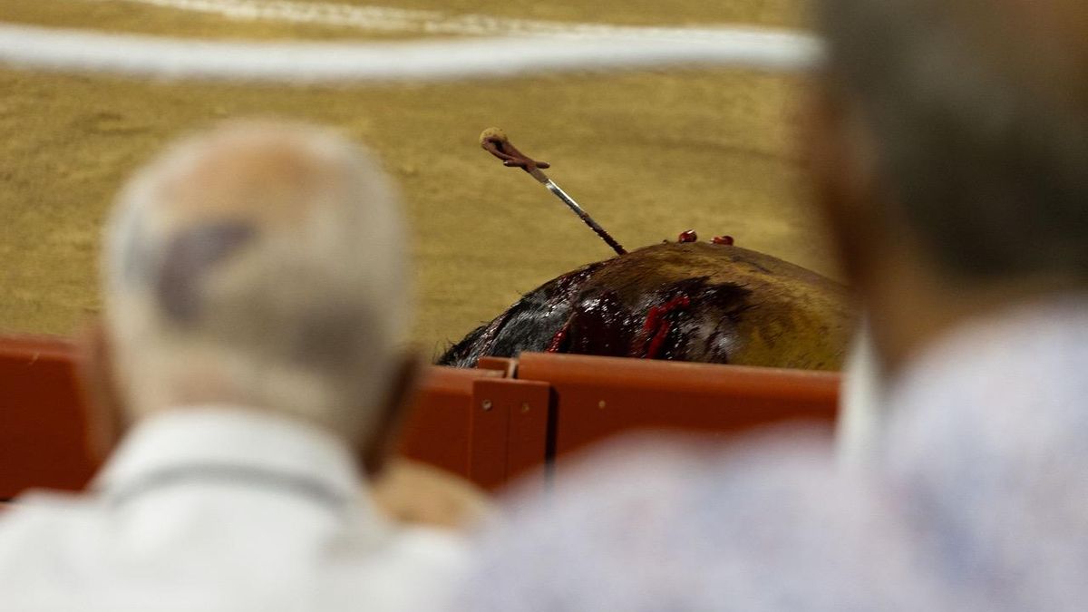 La piel colorada de 'Cabalgata', en carne viva después de clavarle el estoque.