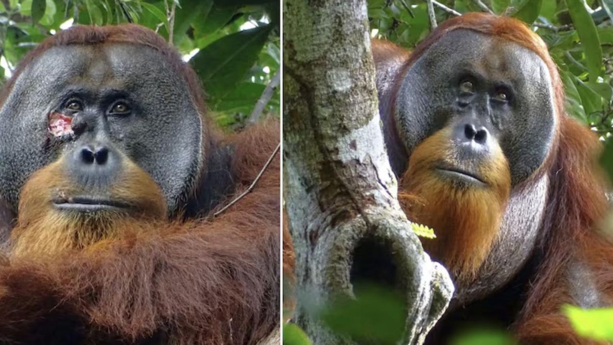 La evolución de Rakus es más que evidente