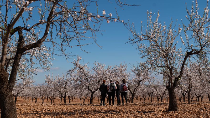 MulaFlor24 se expande vistiendo de blancos y rosas el casco histórico de Mula