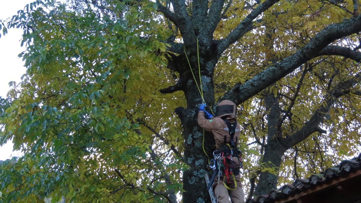 Eliminar nidos, instalar arpas eléctricas y formar equipos: así es el nuevo plan contra la avispa velutina