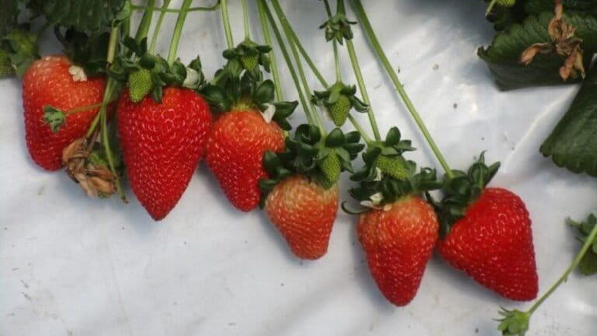 Las fresas de Espinar son producidas con riego obtenido por energía solar. Foto: Leopoldo Zambrano.