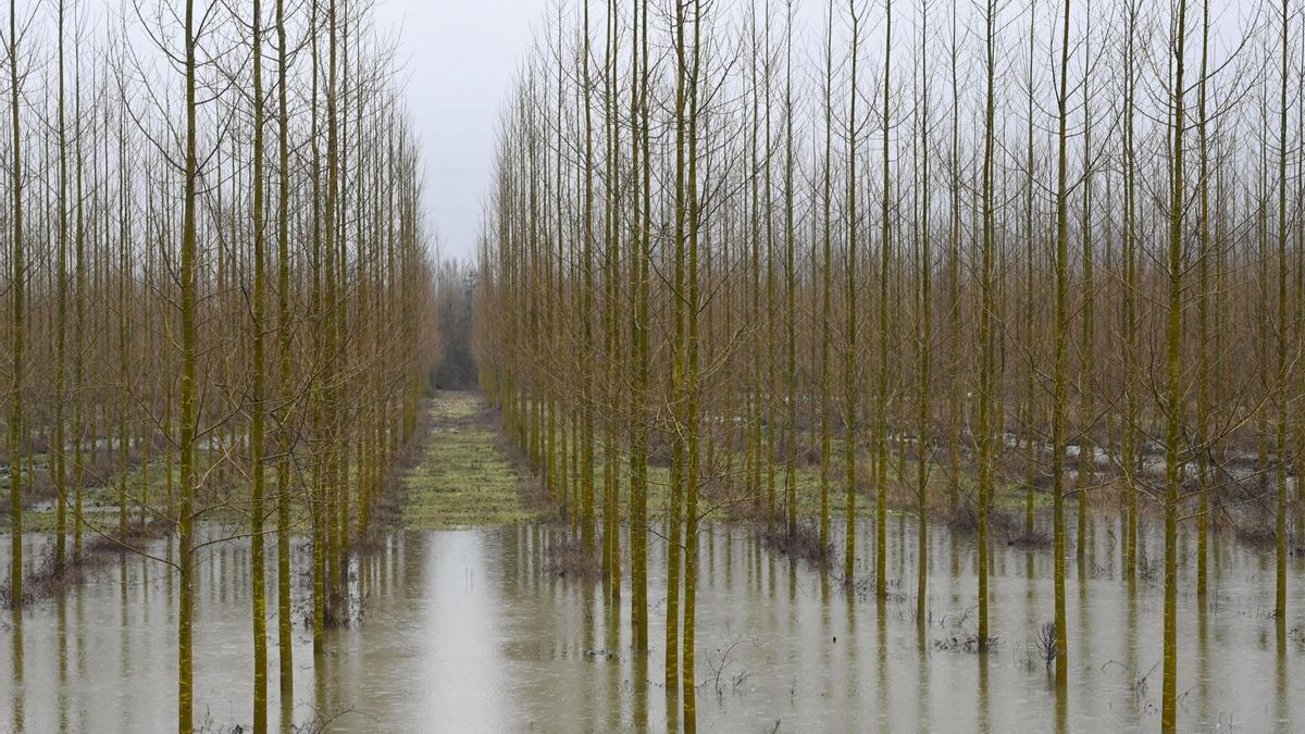 El episodio de crecidas más intenso de la década deja 226 avisos en el Órbigo en un mes
