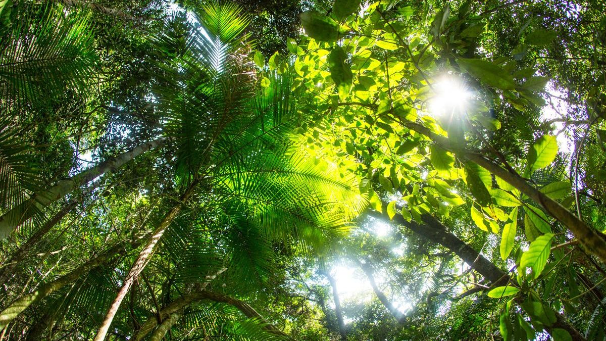 La Amazonía está expuesta a múltiples amenazas por el cambio climático. Foto: Rhett A. Butler