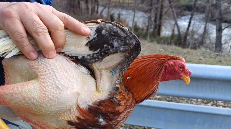 Detenidas y acusadas de maltrato animal dos personas que transportaban once gallos de pelea en Fiscal (Huesca)