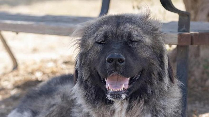 La historia de supervivencia de Yoko, la perra que deambulaba por la carretera y que fue rescatada al límite