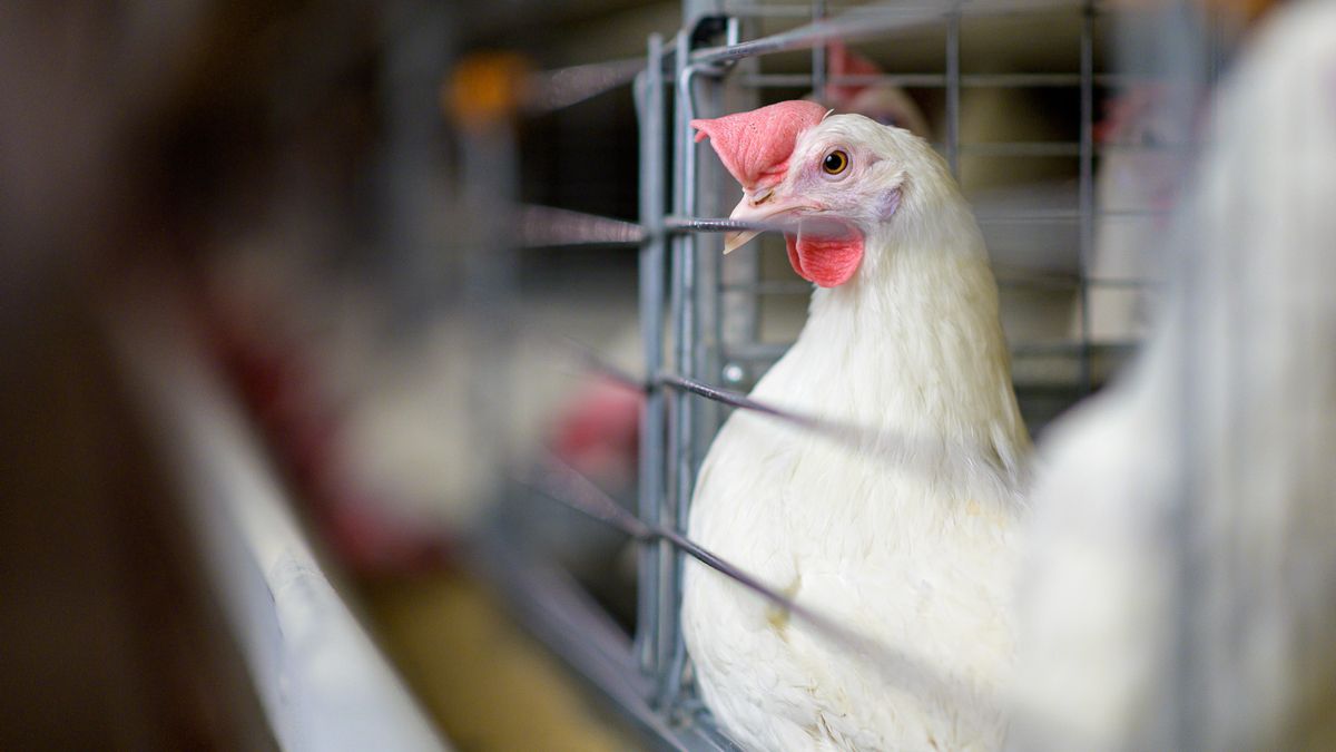 Una pesadilla oculta: el sufrimiento sin fronteras que reabre el debate sobre las jaulas en España