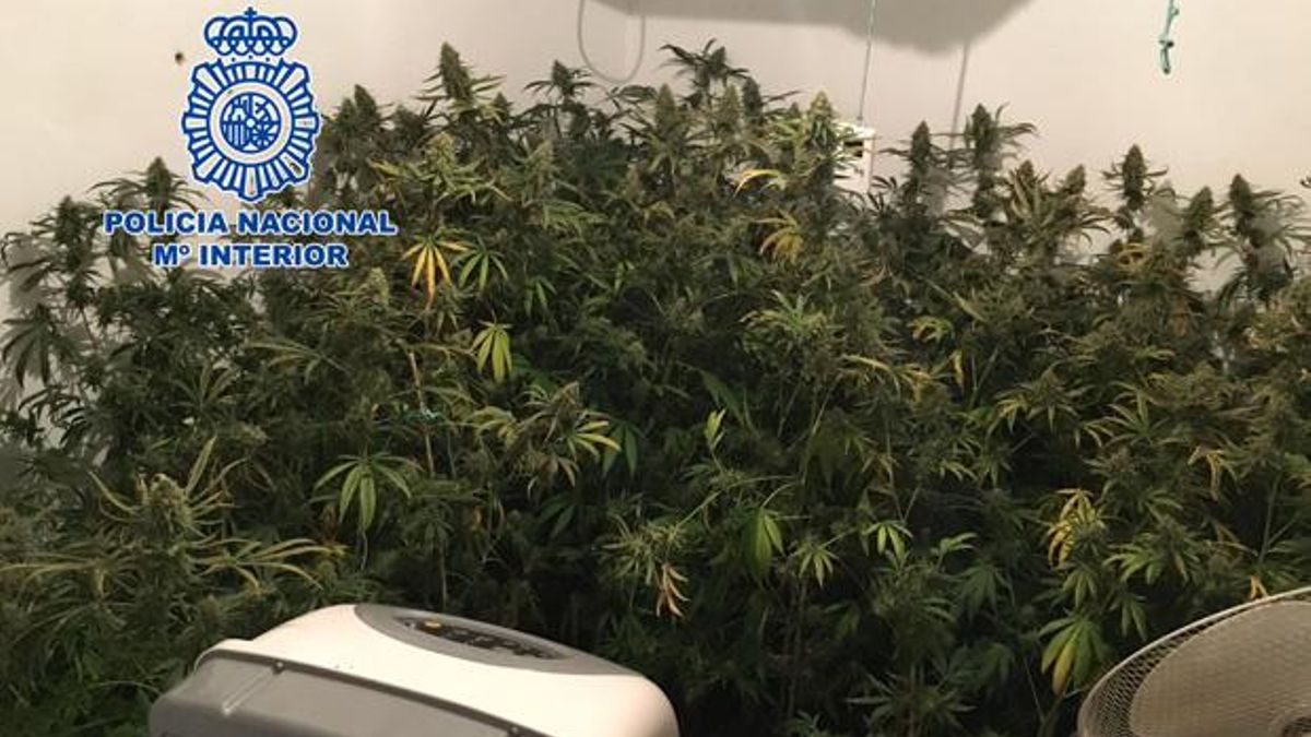 Imagen de archivo de una plantación 'indoor' intervenida por la Policía Nacional.