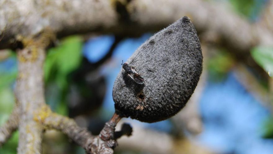 Avispilla en el fruto