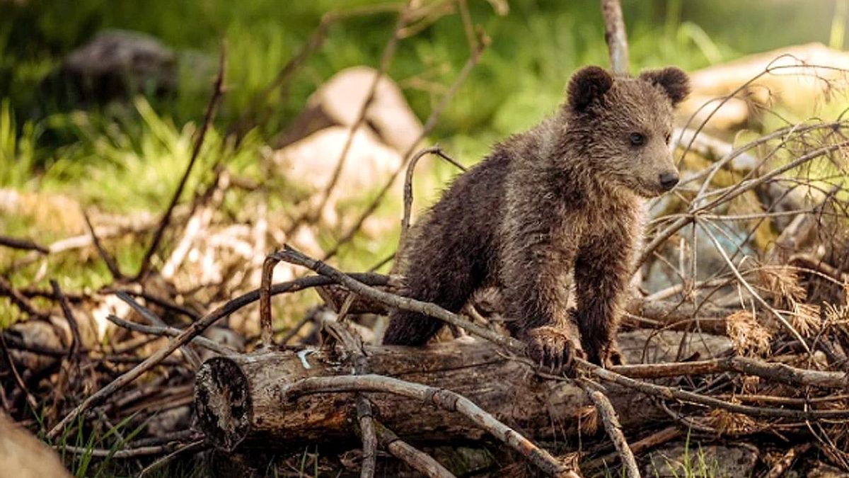 La osezna Alba ya corretea por las montañas de Asturias
