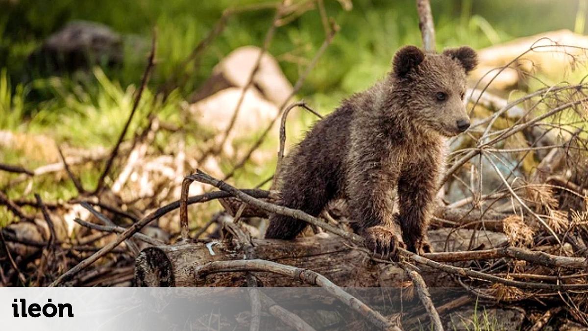 Liberan A La Osezna Alba Tras Su Estancia En La Finca De Valsemana En Liberan A La Osezna Alba Tras Su Estancia En La Finca De Valsemana En