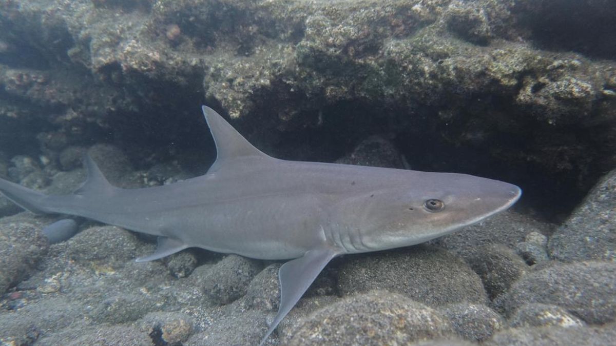 Cazón (Mustelus mustelus) en el norte de Gran Canaria.