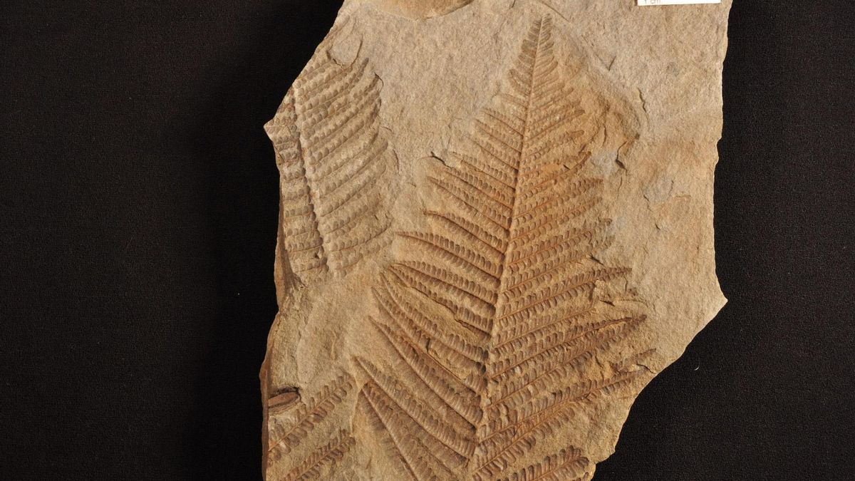 Abre una gran exposición de fósiles en el Museo de la Minería de Sabero