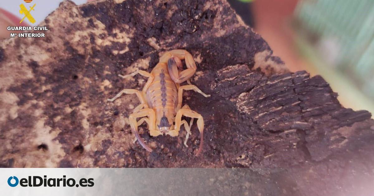 Una mochila llena de arañas y escorpiones: detenidos por intentar introducir en Canarias especies en peligro e invasoras
