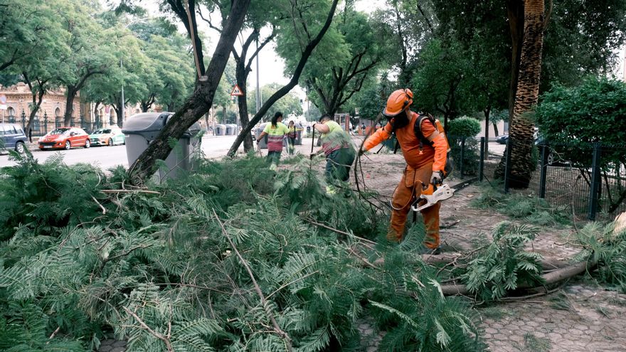 Operarios cortan ramas para evitar más caídas y que se puedan recoger