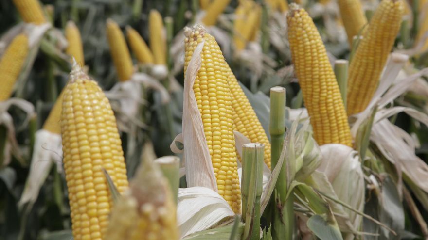 El Gobierno anunció una nueva baja en las retenciones para el campo: soja, trigo, maíz, sorgo, cebada y girasol