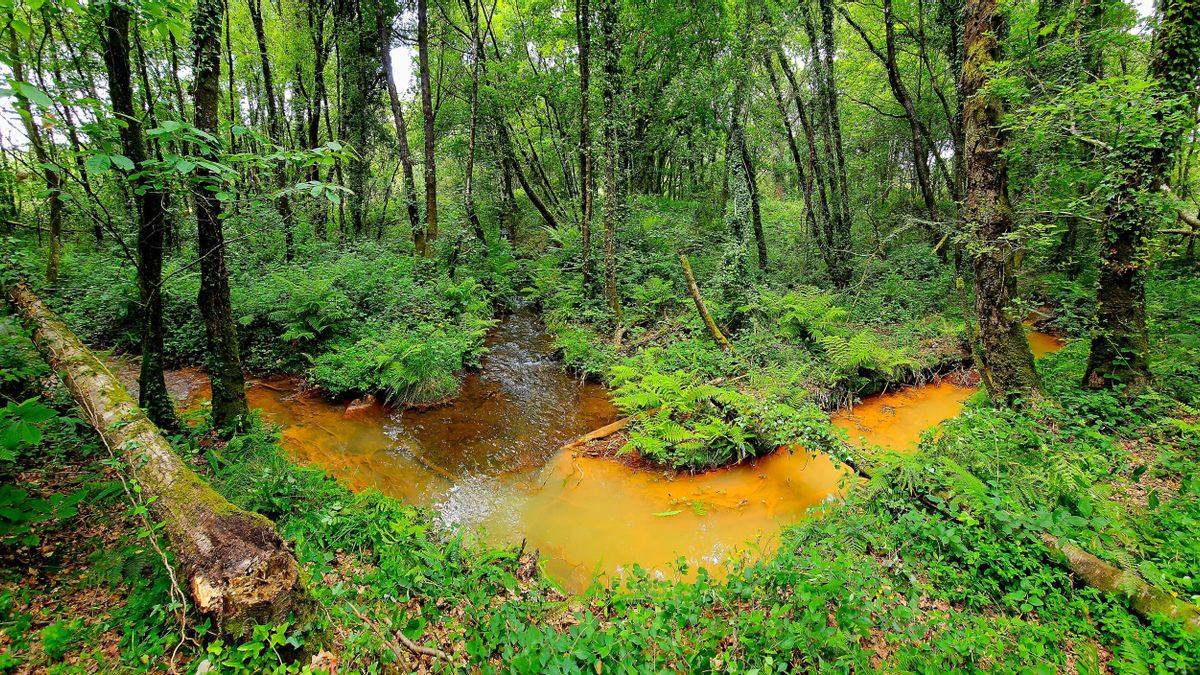 Río Pucheiras a su paso por terrenos de la mina de Touro en Arinteiro, con filtraciones procedentes de la explotación.